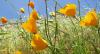 https://www.development.beyondefficiency.us/sites/default/files/banner/California-Poppies_BeyondEfficiency.jpg